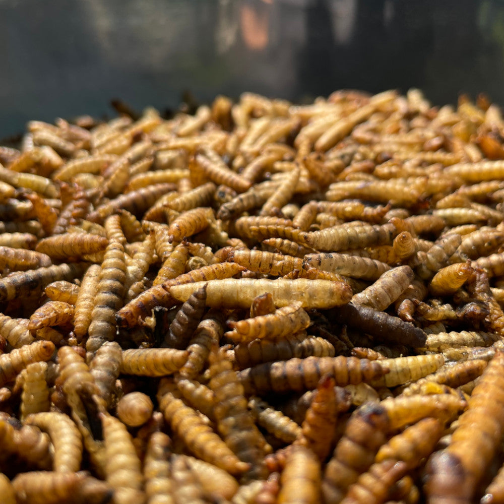 Calci Worms - Premium Straight Foods - Just £1.60! Shop now at Gala Wildlife