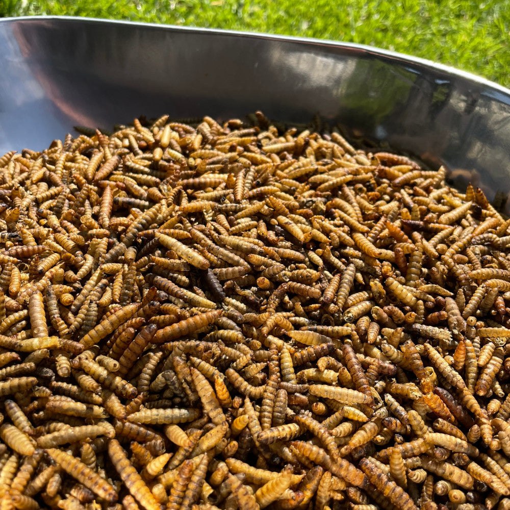 Calci Worms - Premium Straight Foods - Just £1.60! Shop now at Gala Wildlife