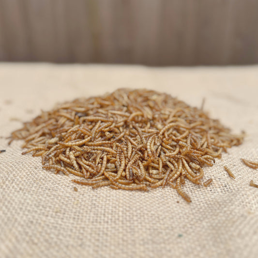 Dried Mealworms