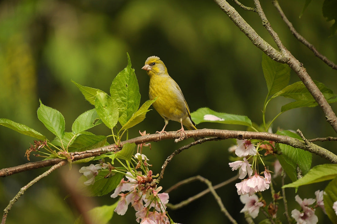 Gala Wildlife addressing the latest guidelines issued by the RSPB