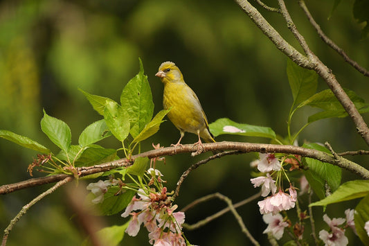 Gala Wildlife addressing the latest guidelines issued by the RSPB