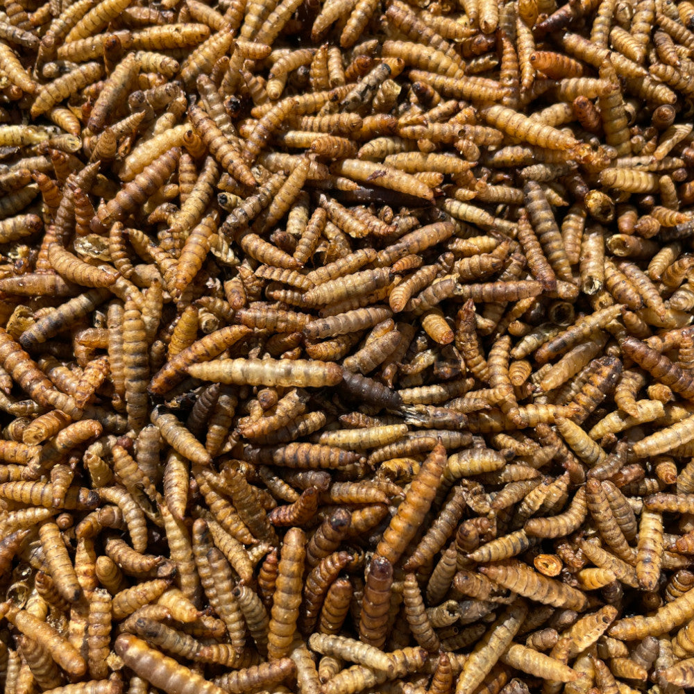 Calci Worms - Premium Straight Foods  - Just £1.60! Shop now at Gala Wildlife