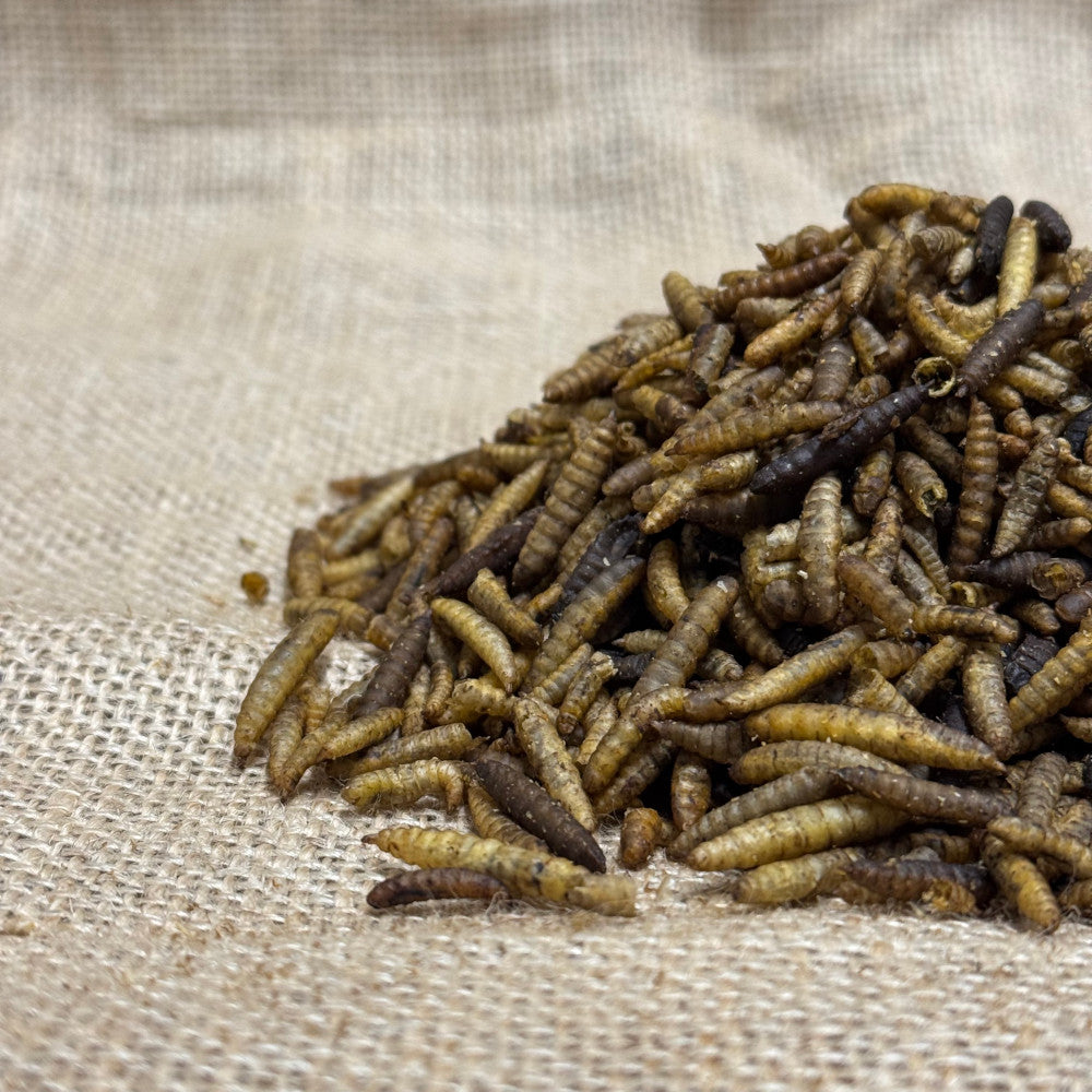 Dried Calciworms