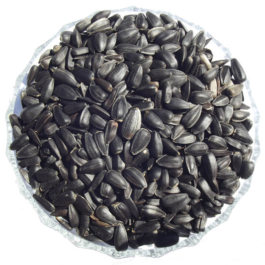 Black Sunflower (wholesale) - Premium Wholesale  - Just £14.40! Shop now at Gala Wildlife