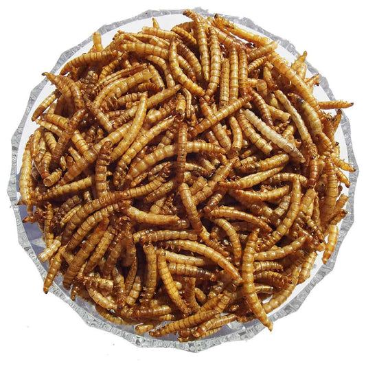 Mealworms - Premium Straight Foods  - Just £1.60! Shop now at Gala Wildlife